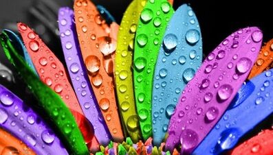 kuidas kaalust alla võtta 6 kroonlehe dieediga