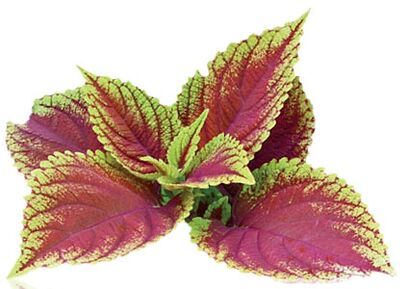 coleus forskolia osana Reduslimist